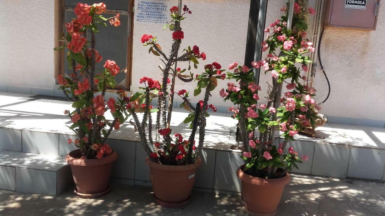 Βίλα Βικτώρια Μακρύγιαλος Εξωτερικό φωτογραφία